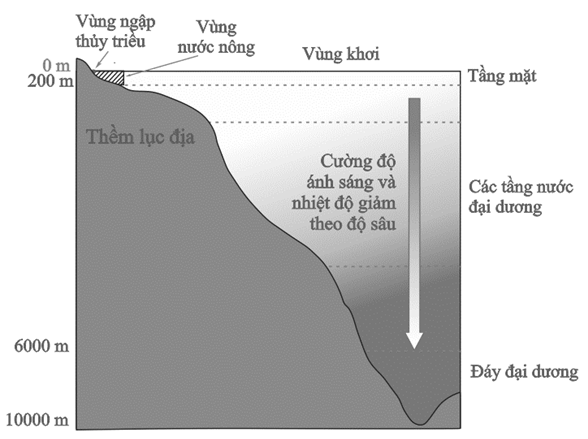 Hình vẽ mô tả cấu trúc cắt dọc khu sinh học nước mặn, nhận định nào sau đây đúng hay sai? (ảnh 1)