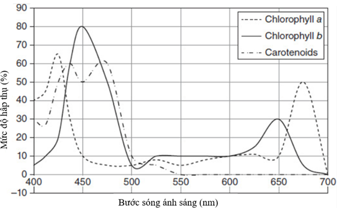 Quang hợp là quá trình thực vật, tảo và vi khuẩn lam chuyển đổi năng lượng ánh sáng mặt trời thành năng lượng tích lũy trong các liên kết hóa học (ảnh 1)