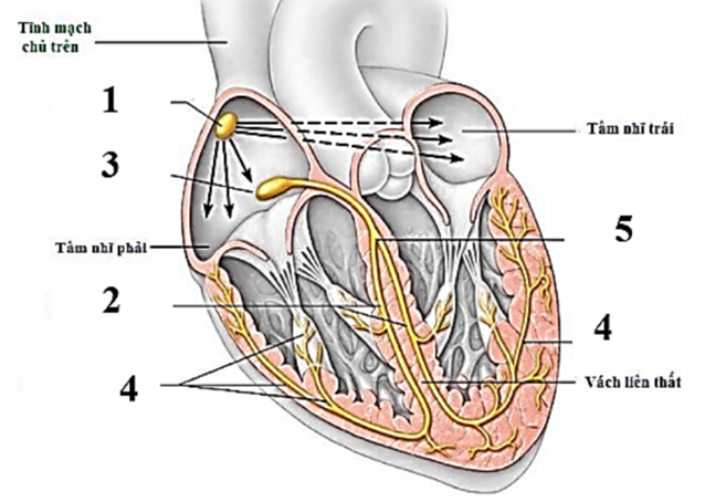 Hình dưới đây mô tả các thành phần của hệ dẫn truyền tim ở người. (ảnh 1)