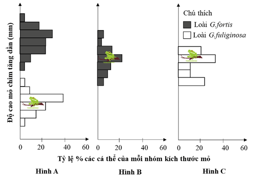 Hình bên mô tả mối quan hệ về độ cao mỏ khác nhau giữa các nhóm cá thể của hai loài chim sẻ ăn hạt G. fuliginosa và G.fortis thuộc quần đảo Galapagos qua thời gian dài trong hai (ảnh 1)
