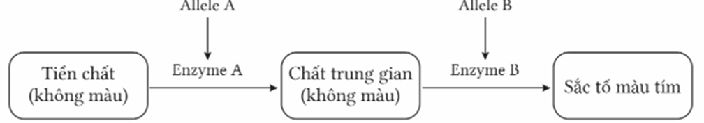 Màu sắc hạt ngô (Zea mays) do hai cặp gene không allele thuộc hai cặp nhiễm sắc thể khác nhau quy định màu sắc hạt ngô, các gen này quy định các enzyme (ảnh 1)