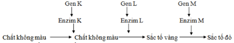 Ở một loài hoa, xét 3 cặp gen phân li độc lập, các gen này quy định các enzyme khác nhau cũng tham gia vào một chuỗi phản ứng hóa sinh để tạo nên sắc tố ở cánh hoa theo sơ đồ sau: (ảnh 1)