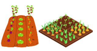 Vườn rau nh&agrave; Lan h&igrave;nh chữ nhật c&oacute; chiều d&agrave;i 9 m, chiều rộng 5 m. Vườn rau nh&agrave; Nam h&igrave;nh vu&ocirc;ng c&oacute; chu (ảnh 1)