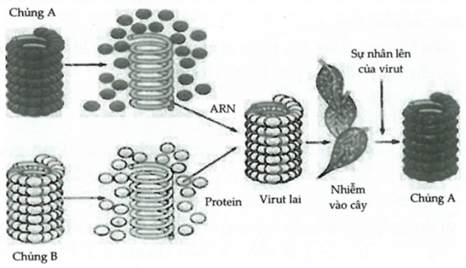 Năm 1957, Franken và Conrat đã tiến hành thí nghiệm tách lõi RNA  (ảnh 1)