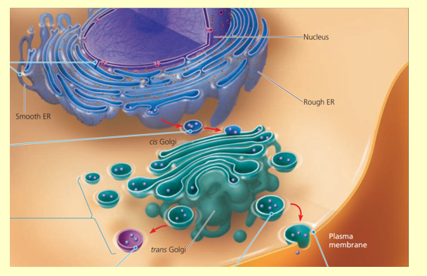 Cho biết tế bào tuyến nước bọt tiết ra enzyme amylase là một glycoprotein. (ảnh 1)