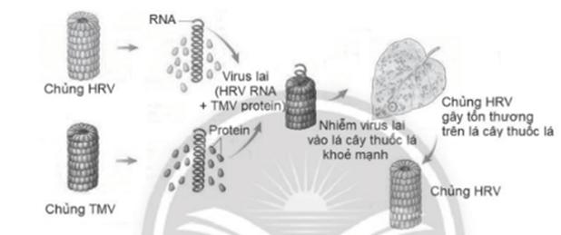 HRV (Holmes ribgrass virus) và TMV (Tobacco mosaic virus) là hai chủng virus 