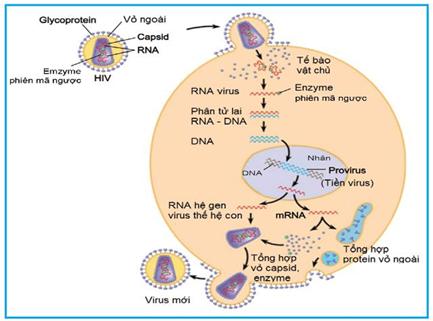 Quan s&aacute;t H&igrave;nh 29.5, h&atilde;y m&ocirc; tả qu&aacute; tr&igrave;nh nh&acirc;n l&ecirc;n của HIV trong tế b&agrave;o vật chủ