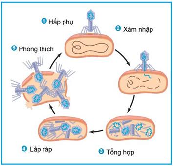 Đọc th&ocirc;ng tin ở mục II.1 SGK v&agrave; kết hợp quan s&aacute;t H&igrave;nh 29.4, h&atilde;y tr&igrave;nh b&agrave;y