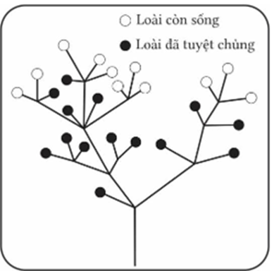 Quan sát sơ đồ tiến hoá phân nhánh theo Darwin, cho biết có bao nhiêu nhận định sau đây đúng? (ảnh 1)