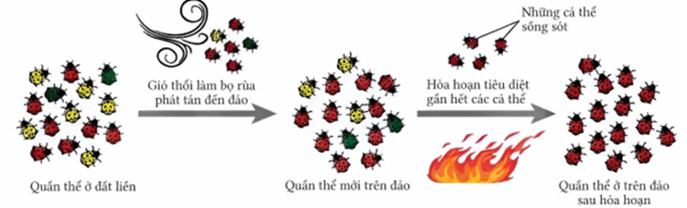 Cho sơ đồ minh họa cho một hiện tượng xảy ra đối với một nhân tố tiến hóa. Mỗi nhận định dưới đây là đúng hay sai? (ảnh 1)