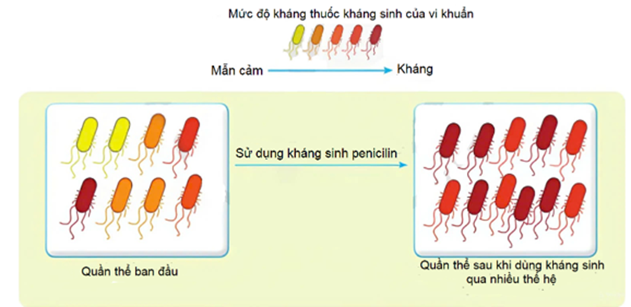 Đột biến kháng chất kháng sinh penicillin ngẫu nhiên xuất hiện ở một số rất ít vi khuẩn ở quần thể vi khuẩn sống trong môi trường không chứa penicillin.  (ảnh 1)