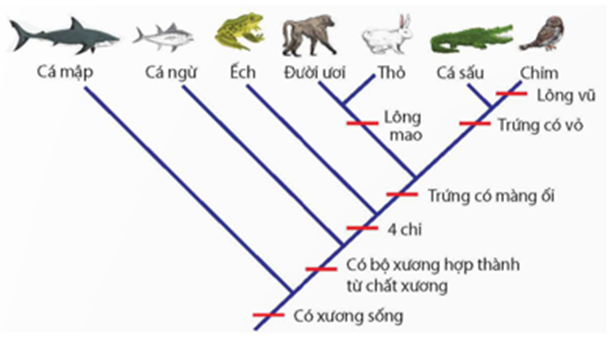 Hình bên mô tả cây phát sinh chủng loại, hãy cho biết nhận định nào sau đây đúng hay sai? (ảnh 1)