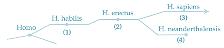 Cho sơ đồ và các nhận xét sau:   (1) Số (1) còn gọi là người đứng thẳng. (ảnh 1)