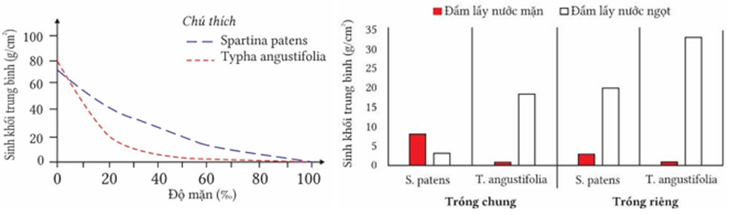 Hầu hết các vùng đất nông nghiệp trù phú nằm trong vùng trũng và bị đe dọa bởi nước biển dâng. Spartina patens và Typha angustifolia là những thực vật đầm lầy ở khu vực nội lục châu Mỹ (ảnh 1)
