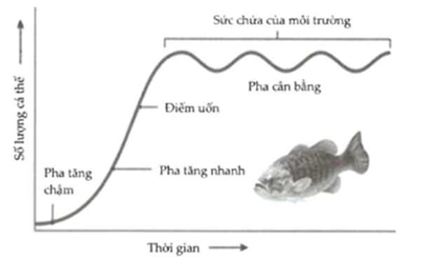 Sự tăng trưởng kích thước một quần thể cá rô được mô tả bằng đồ thị sau: (ảnh 1)