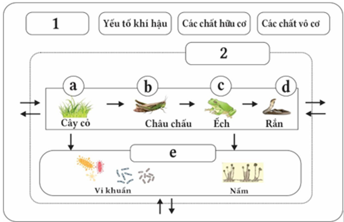 Hình mô tả các thành phần trong hệ sinh thái sau, các phát biểu dưới đây là đúng hay sai? (ảnh 1)