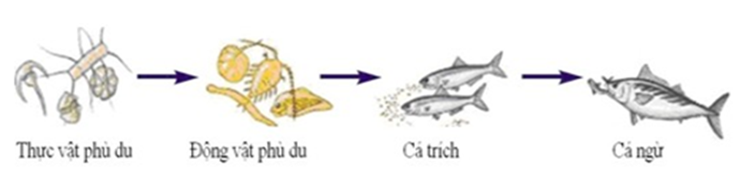 Giả sử một chuỗi thức ăn ở một hệ sinh thái vùng biển khơi được mô tả như sau, chuỗi thức ăn này có bao nhiêu bậc dinh dưỡng? (ảnh 1)