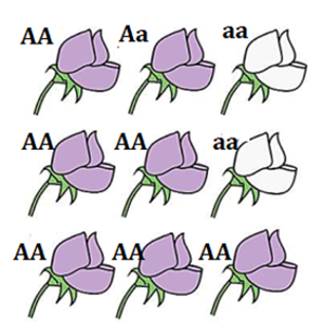 Ở đậu Hà lan, A quy định hoa tím trội hoàn toàn so với hoa trắng. Một quần thể mô tả màu sắc và kiểu gene quy định màu hoa bằng hình bên dưới, tần số allele của allele a là bao nhiêu %? (ảnh 1)