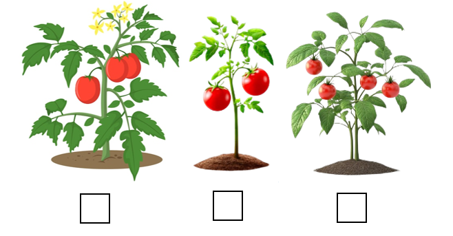 Đếm và điền (x) vào ô trống dưới cây có nhiều quả nhất. (ảnh 1)