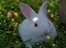 A white rabbit eating grass

AI-generated content may be incorrect.