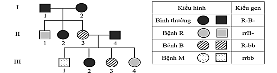 Khi nghiên cứu về 1 số bệnh di truyền ở người, người ta ghi nhận được thông tin như sau (ảnh 1)