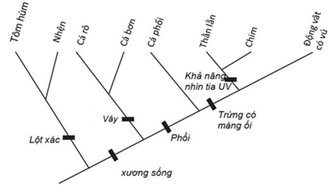 Hình bên mô tả cây phát sinh chủng loại, hãy cho biết nhận định nào sau đây đúng hay sai? (ảnh 1)