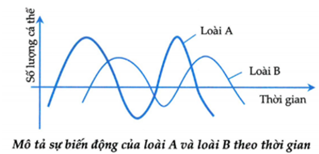 Mối quan hệ giữa loài A và B được biểu diễn bằng sự biến động số lượng của chúng theo hình bên. Hãy cho biết có bao nhiêu nhận định đúng (ảnh 1)