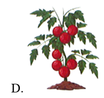 Cây có nhiều quả nhất là: (ảnh 4)