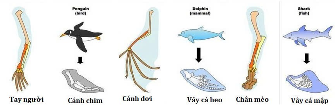 Trong số các cơ quan trên có bao nhiêu cơ quan tương tự? (ảnh 1)