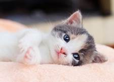 A kitten lying on a blanket

AI-generated content may be incorrect.