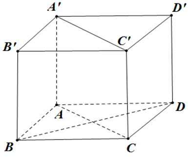 Cho hình lập phương ABCD.A'B'C'D'. Góc giữa hai đường thẳng A'C' và BD bằng. (ảnh 1)