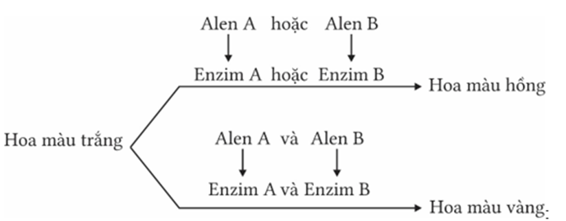 Một loài thực vật, tính trạng màu hoa do 2 gen phân li độc lập cùng quy định, các gen này quy định các enzyme khác nhau cũng tham gia vào một chuỗi phản ứng hóa sinh để tạo nên sắc tố ở hạt theo sơ đồ sau (ảnh 1)