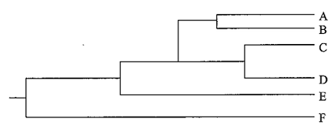 Sơ đồ mô tả quá trình tiến hóa của 6 loài, hãy cho biết nhận định nào sau đây đúng hay sai? (ảnh 1)