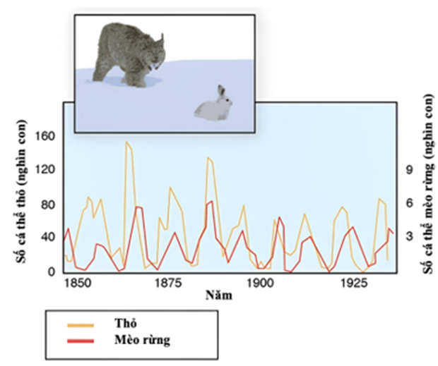 Hình bên mô tả sự biến động số lượng cá thể của quần thể thỏ (quần thể con mồi) và quần thể mèo rừng Canada (quần thể sinh vật ăn thịt). Phân tích hình bên hãy cho biết nhận định nào sau đây đúng hay sai? (ảnh 1)