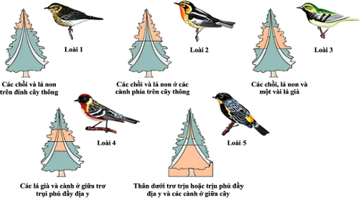 Trong một nghiên cứu gần đây về năm loài chim chích chòe có cùng kích thước, hình dạng và đều ăn côn trùng, người ta thấy rằng mỗi loại có một vùng kiếm ăn nhất định trên (ảnh 1)