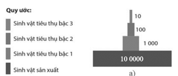 Hình mô tả tháp sinh thái sau đây, nhận định nào sau đây đúng hay sai? (ảnh 1)