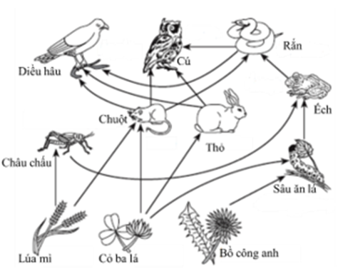 Sơ đồ bên dưới mô tả một lưới thức ăn trong hệ sinh thái trên cạn, các phát biểu dưới đây là đúng hay sai? (ảnh 1)