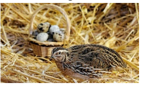 Điền vần thích hợp vào chỗ trống (ảnh 1)