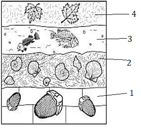 Biểu đồ cho thấy các lớp đá trầm tích không bị xáo trộn có chứa hóa thạch, sinh vật ở tầng bao nhiêu xuất hiện muộn nhất? (ảnh 1)
