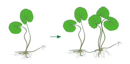 A diagram of a plant life cycle
AI-generated content may be incorrect.