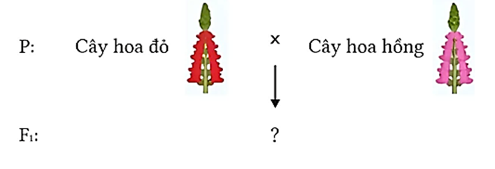 Ở cây hoa rồng (Pachystachys lutea), màu sắc hoa tuân theo quy luật trội không hoàn toàn. Ở phép lai (P) lấy cây hoa đỏ lai với cây hoa hồng thu được F1. Tỉ lệ cây hoa hồng ở F1 là bao nhiêu %? (ảnh 1)