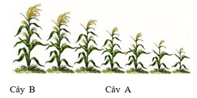 Ở một giống ngô, chiều cao của cây do các cặp gen  cùng quy định, các gen  phân ly độc lập. Cứ mỗi gen  trội có mặt trong kiểu gen  làm cho cây thấp hơn 10 cm (ảnh 1)