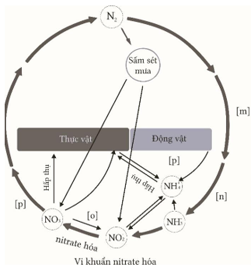 Mô tả về chu trình sinh - địa – hoá vật chất theo sơ đồ:    Cho các nhận định sau đây: (ảnh 1)