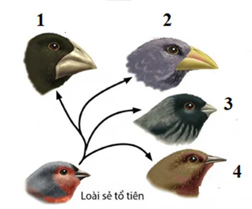 Hình bên mô tả sơ đồ phân li dấu hiệu và sự hình thành loài mới từ các dạng tổ tiên chung theo Darwin, loài chim sẻ số bao nhiêu phù hợp với ăn sâu bọ, hạt, quả? (ảnh 1)