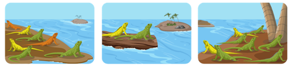 Hình sau mô tả sự thành lập một quần thể mới ở một loài cự đà. Một số ít cá thể của cư từ đất liền ra đảo và hình thành nên một quần thể mới có vốn gene  khác biệt so với quần thể trên đất liền (ảnh 1)