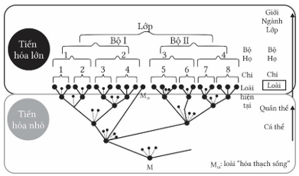 Hình bên mô tả cây phát sinh chủng loại, hãy cho biết nhận định nào sau đây đúng hay sai? (ảnh 1)