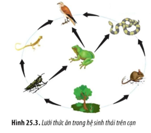 Hình mô tả lưới thức ăn ở hệ sinh thái trên cạn. Quan sát hình ảnh và hãy viết liền các số tương ứng với những nhận định đúng (sắp xếp số thứ tự tăng dần từ bé đến lớn). (ảnh 1)