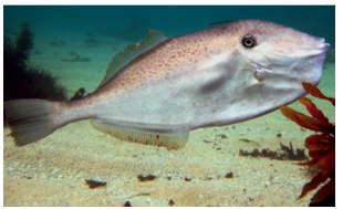 Chọn từ viết đúng:   A. cá bò B. gia pò C. da ká (ảnh 1)