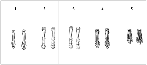 Hình bên mô tả một loạt các hóa thạch chân trước của các sinh vật được cho là tổ tiên của loài ngựa hiện đại, ô số bao nhiêu mô tả chân loài ngựa hiện nay? (ảnh 1)