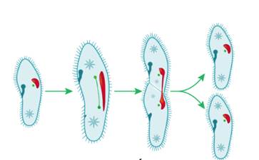 Diagram of a diagram of a cell
AI-generated content may be incorrect.
